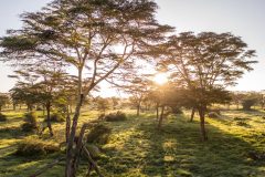 Angama-Amboseli-Kimana-Sanctuary-trees