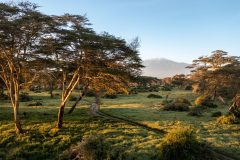 Angama-Amboseli-Kimana-Sanctuary-trees1