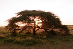 Angama-Amboseli