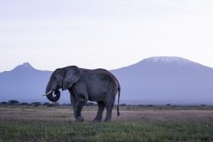 Mount-Kilimanjaro-with-elephant-bull