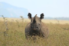Borana-Rhino