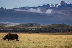 Laragai-House-Wildlife-Rhino-Mount-Kenya-View-1