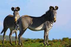 some-of-our-grevy-s-zebra