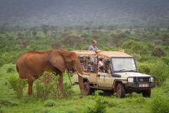 elephant-bedroom-camp-game-drives1