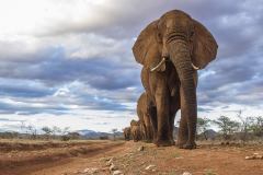 Elephant-Watch-Camp-Elephant