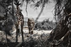 Elephant-Watch-Camp-Giraffe