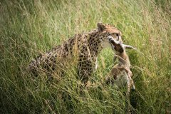 cheetah-hunting