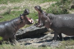 entumoto-safari-camp-hippo