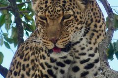 entumoto-safari-camp-leopard