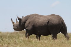 entumoto-safari-camp-rhino