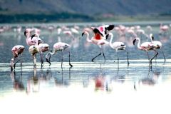 Flamingo-Hill-Camp-063