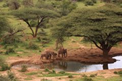 Elephants-at-waterhole-1024x659