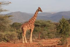 Giraffe-1024x659