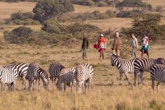 Maasai-Mara-guided-walk-bush-walks-new