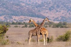Borana-giraffes