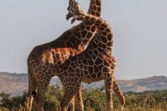 Lewa-house-giraffe