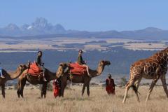 Lewa-Wilderness-Lodge-Camel-Riding-safaris