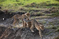 copyright_beverly_joubert_maraexpeditioncamp_wildlife_kenya_5382