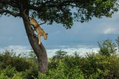 GreatPlains-Kenya-MasaiMara-10