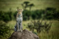 GreatPlains-Kenya-MasaiMara-15
