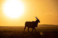 GreatPlains-Kenya-MasaiMara-23