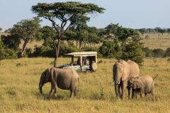 GreatPlains-Kenya-MasaiMara-33