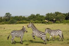 GreatPlains-Kenya-MasaiMara-39