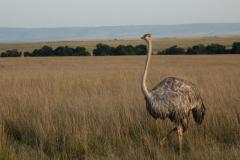 GreatPlains-Kenya-MasaiMara-47