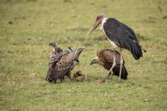 GreatPlains-Kenya-MasaiMara-56