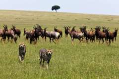 Kenya_Masai-Mara_Great-Plains-Mara-Plains_WildlifeTopi-And-Cheetah