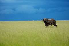 Kenya_MasaiMara_GreatPlainsMaraPlains_WildlifeBuffalo