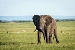 Kenya_MasaiMara_GreatPlainsMaraPlains_WildlifeElephant2