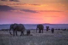 Mara-Toto-Camp-elephant