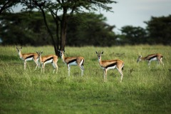 Mara-Toto-Camp-gazelle