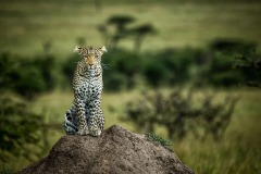 Mara-Toto-Camp-leopard