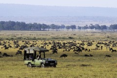 Mara-Toto-Camp-wildebeest