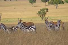 zebras-and-topis