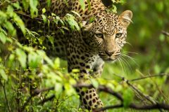 Angus-o-Sheah-stalking-leopard-800x408-799x408