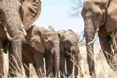 64e79997ff76cfbf62aed674_Elephants-with-their-babies