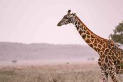 64edeb692531e81aba7bb1f7_Serengeti-wildlife-2