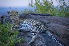 offbeat-mara-camp-leopard