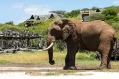 great-plains-ol-donyo-lodge-photographic-safari-elephant-1536x721-1