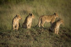 4-Lion-cubs-Rekero-6R1A8153_highres