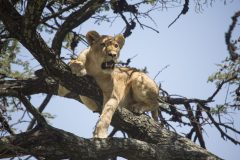 Lioness-in-a-tree-Rekero-6R1A6704_highres