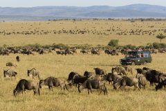 Migration-arrives-Masai-Mara-2