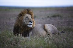 Rekero-Camp-lion-Male-Maasai-Mara-HR