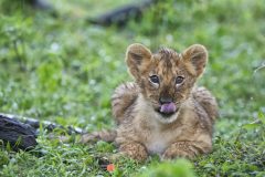 Rekero-Camp-lion-cub-Maasai-Mara-HR