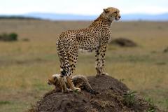 Cheetah-Cub