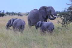 Elephants-Mara