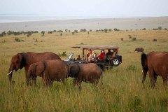 Salas-Camp-Game-Drive-to-see-elephants